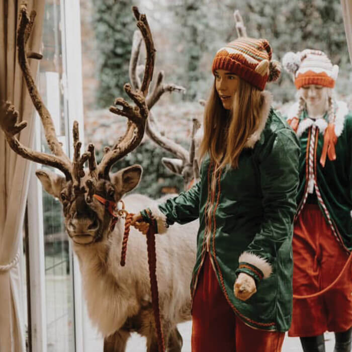 Reindeer at a Christmas event