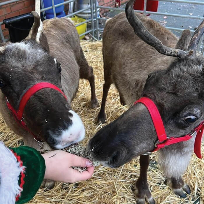 Reindeer at a corporate Christmas event