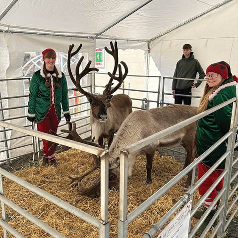 The reindeer in their pen at an event