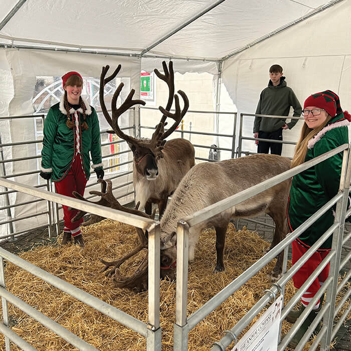 Reindeer meeting visitors