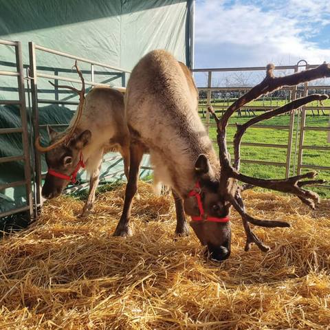 A reindeer resting in the straw