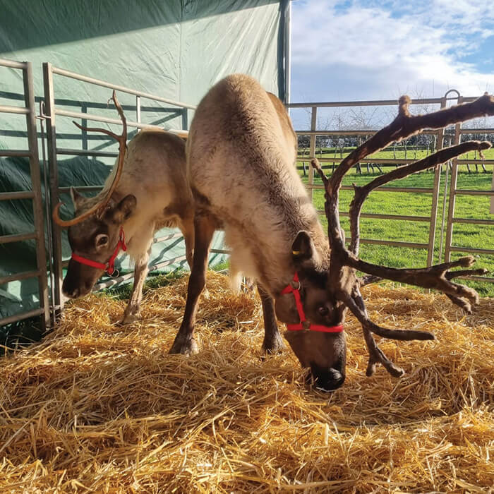 Reindeer at a festive gathering