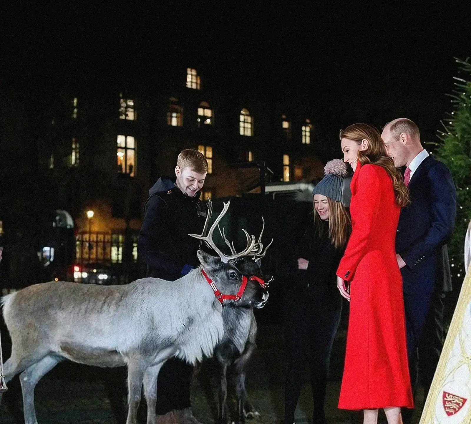 Trained reindeer at a Christmas event