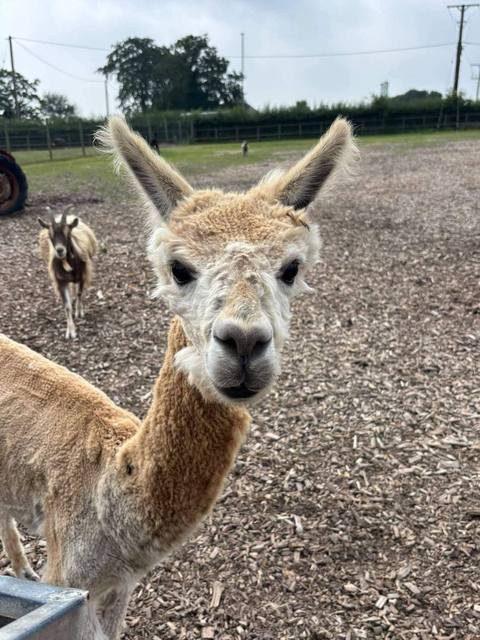 One of the alpacas looking straight at the camera