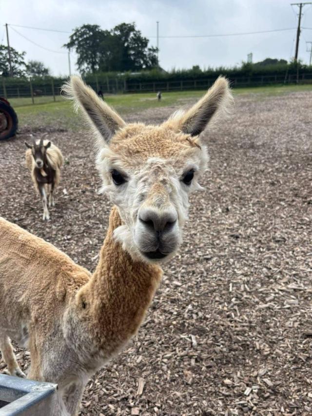 Alpaca