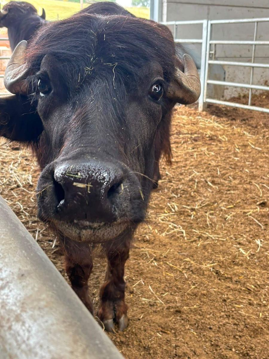 Water buffalo