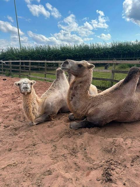 The camels sitting out in the sun