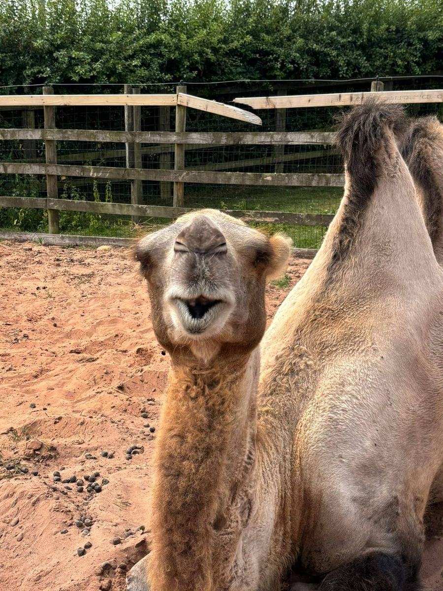 Camel