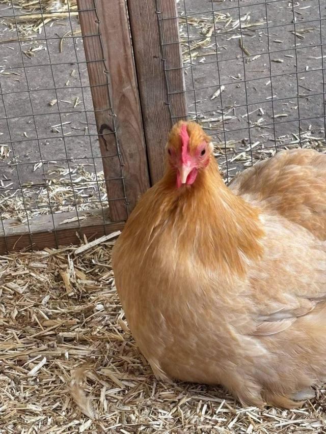 Chicken