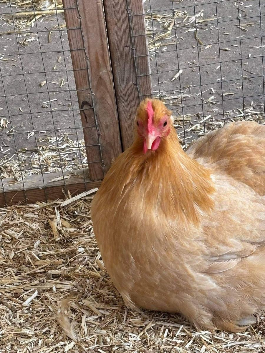Chicken