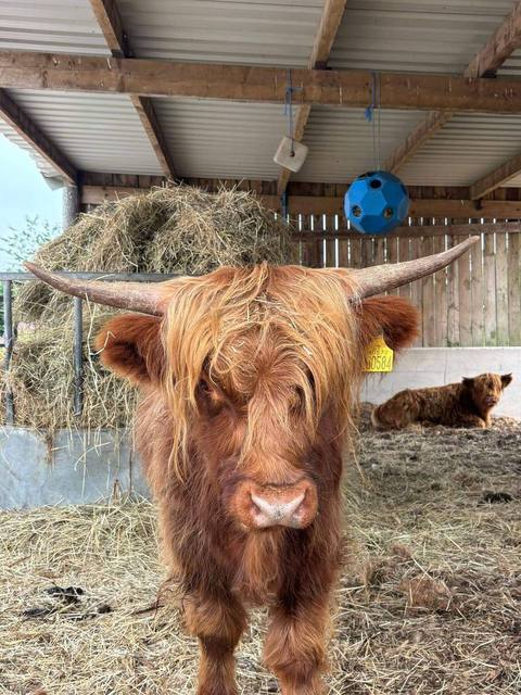 A young highland calf