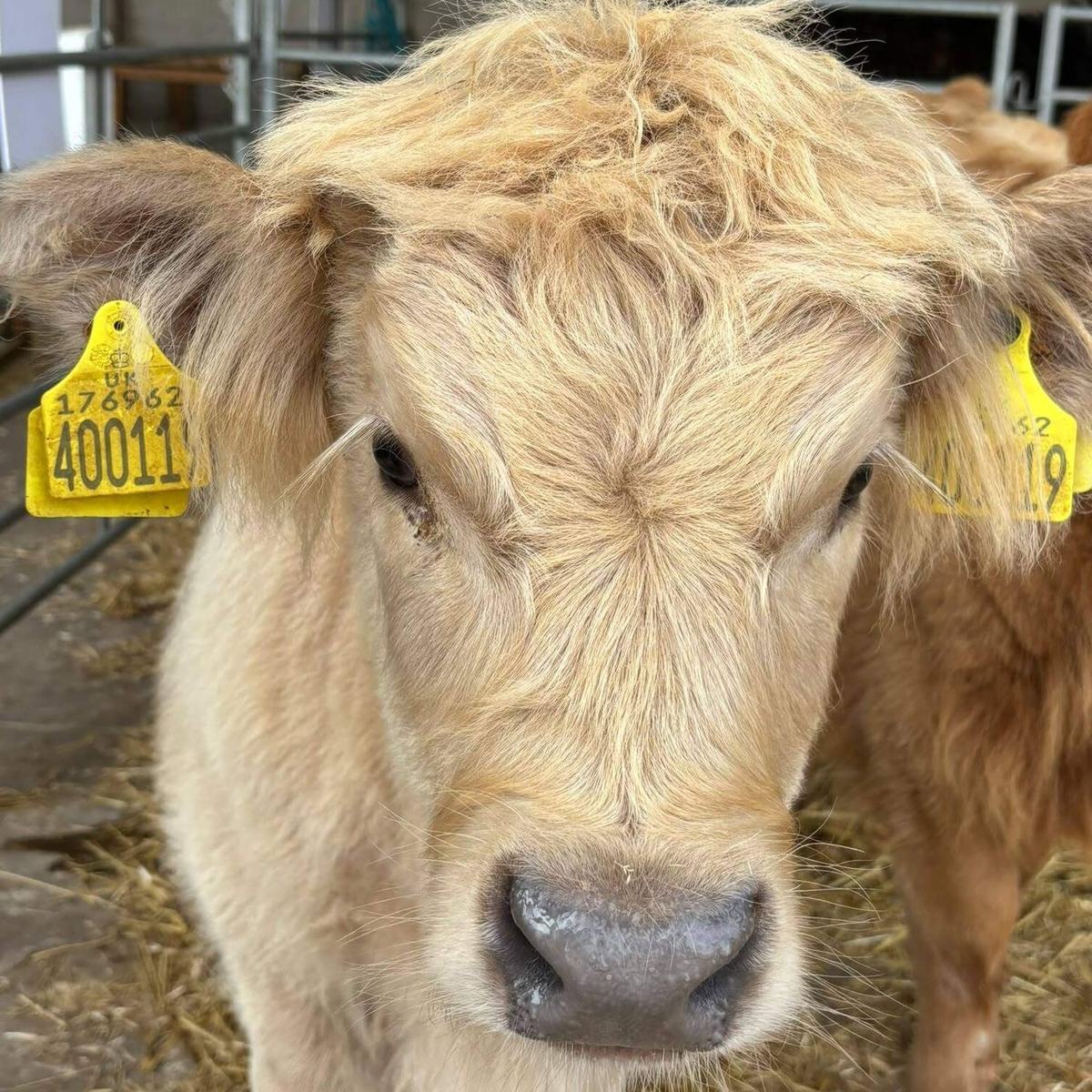 Cow
