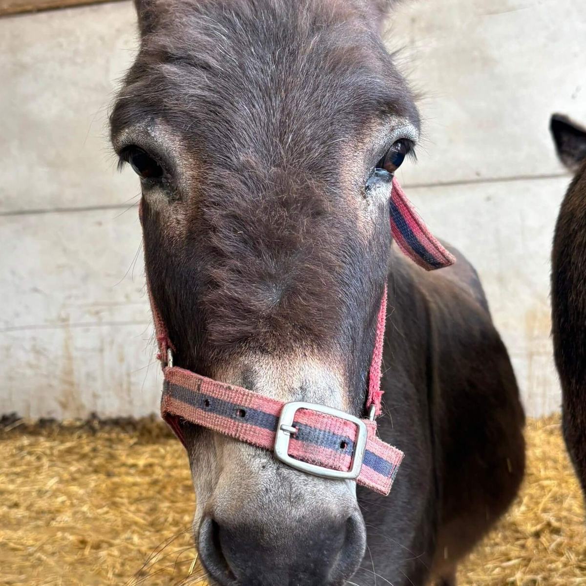 Donkey
