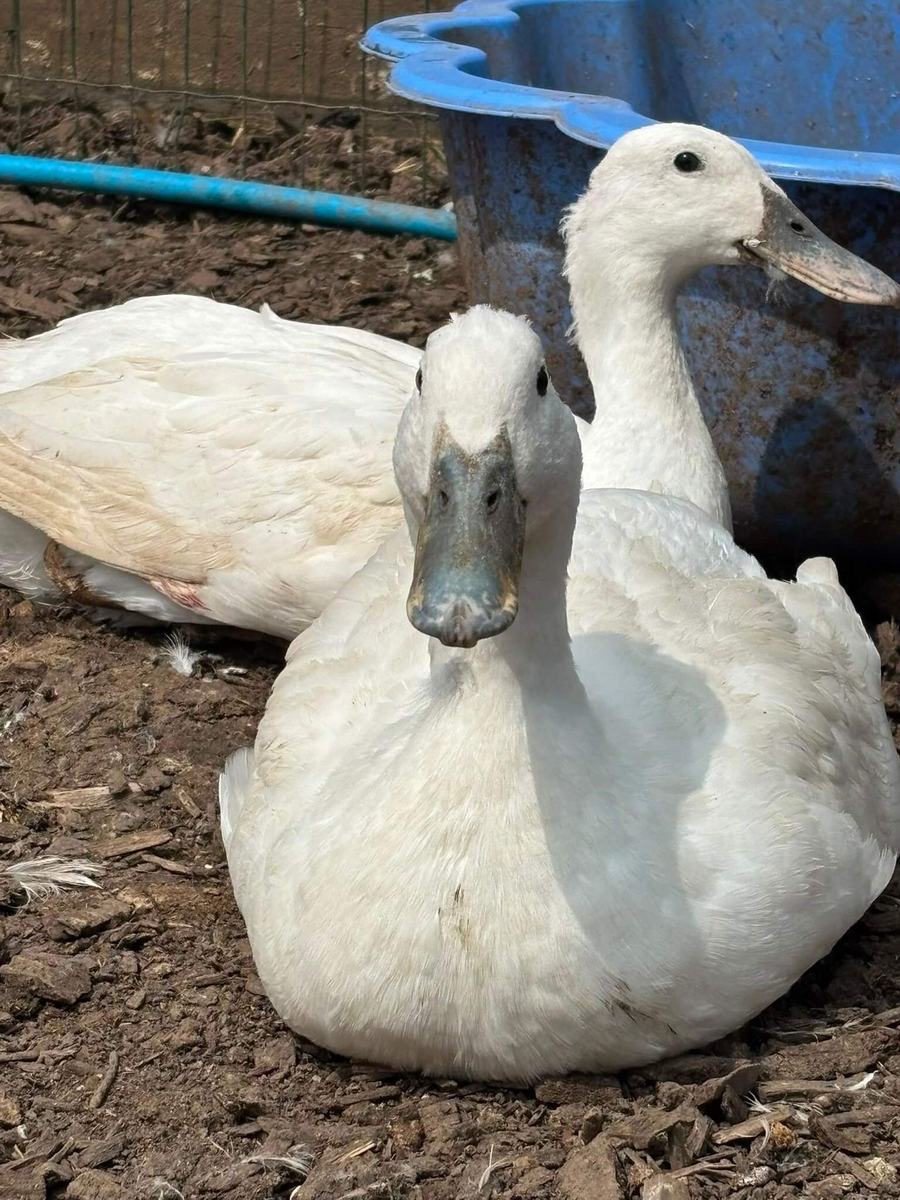 Duck