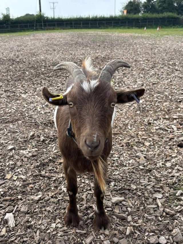 Goat