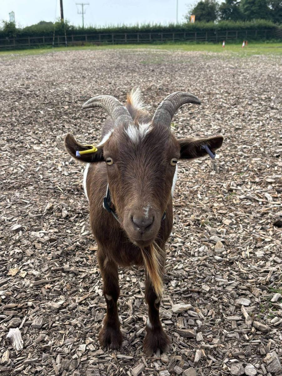 Goat
