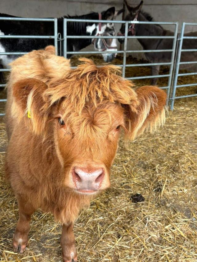 Highland cow
