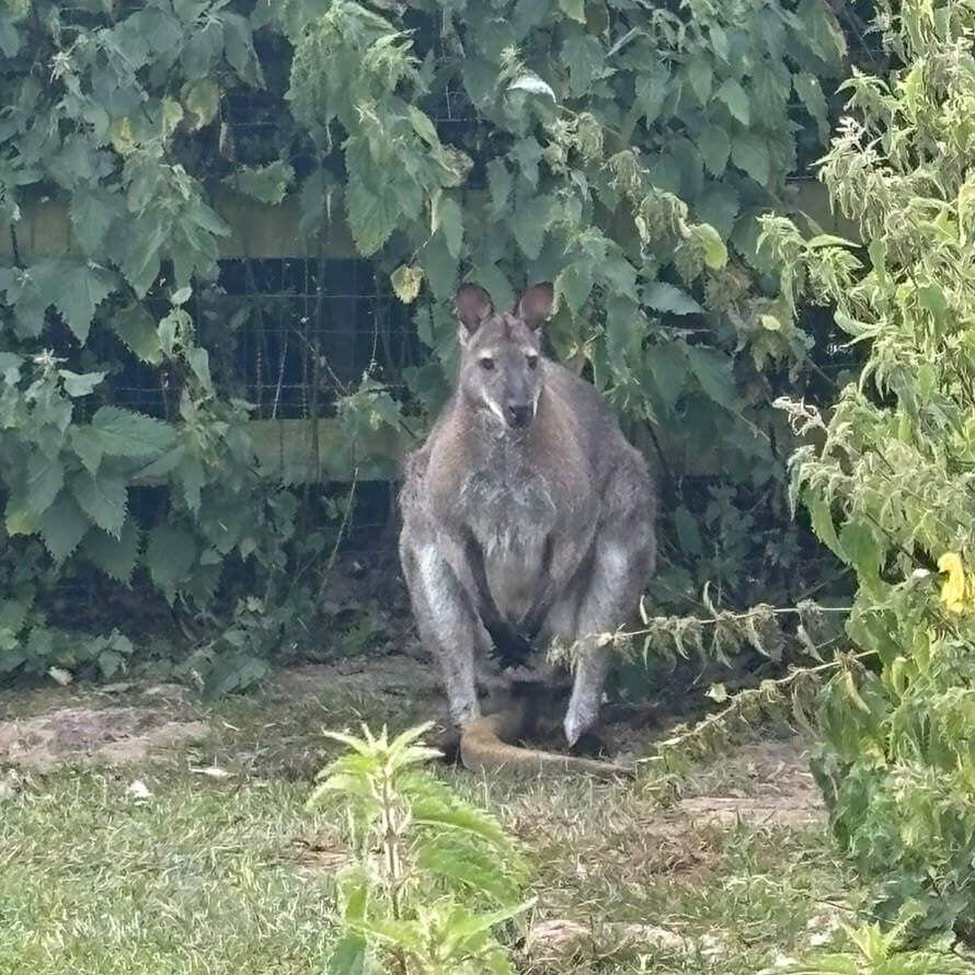 Wallaby