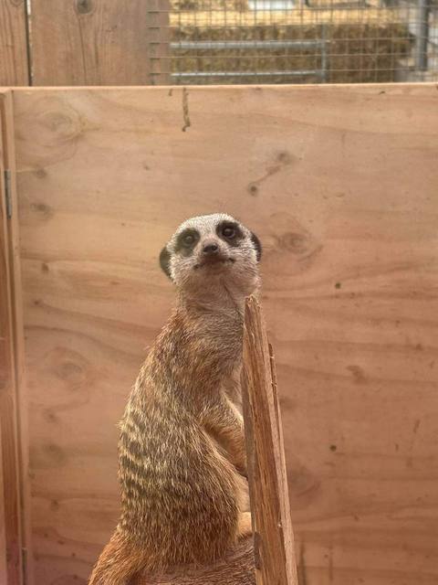 A meerkat standing on lookout