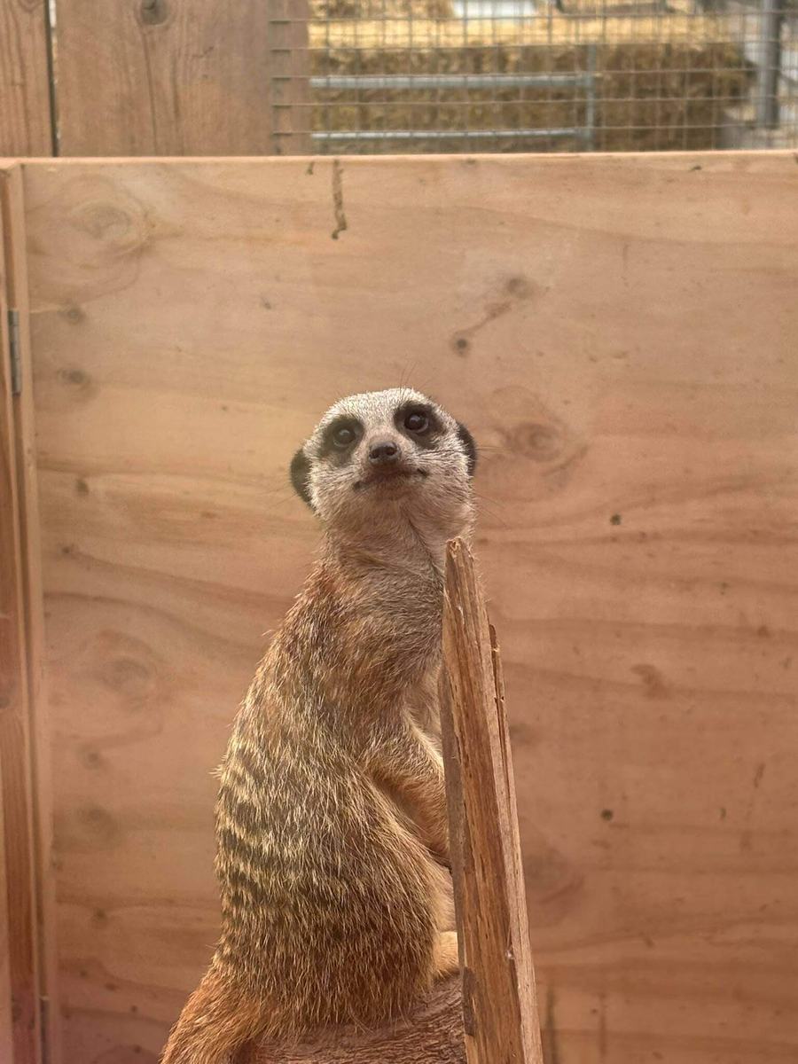 Meerkat