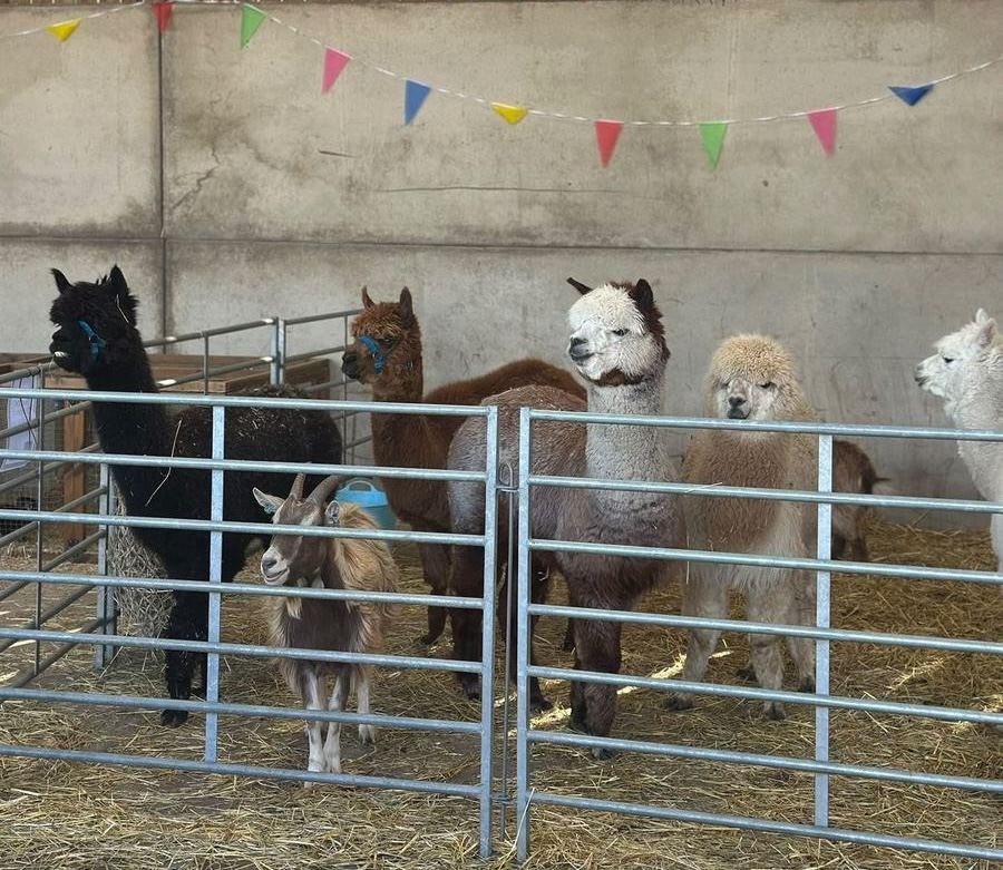 Meeting the animals at Oakleys Petting Farm