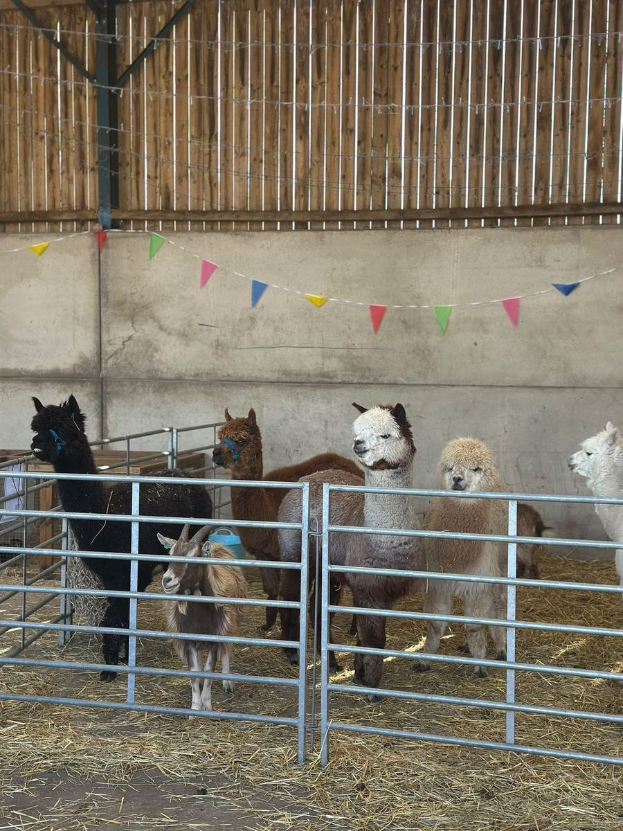Mobile petting farm animals
