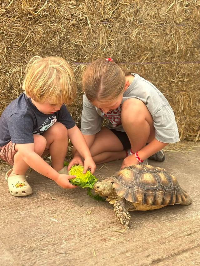 Feeding the tortoise a lettuce breakfast