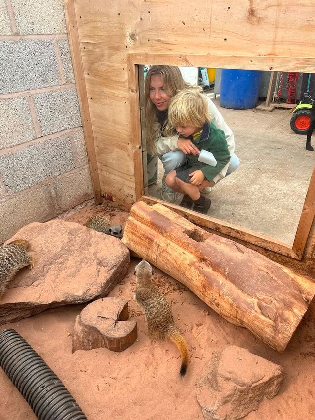 Watching the meerkats through the window