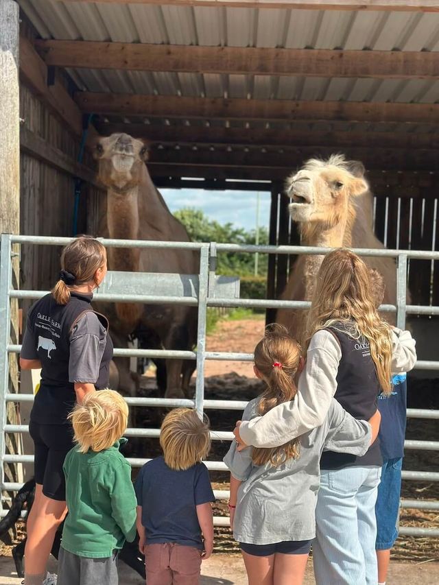 Meeting the camels at the gate