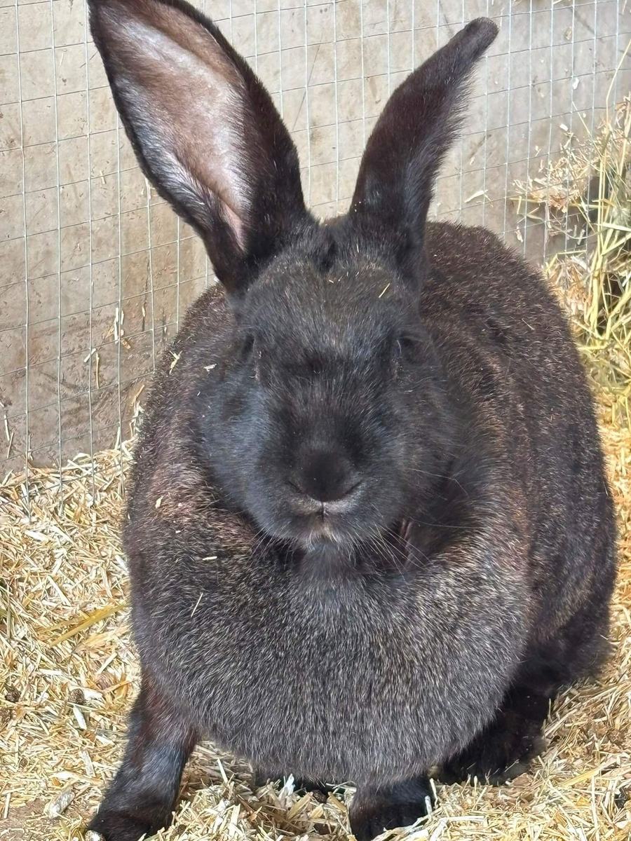 Rabbit