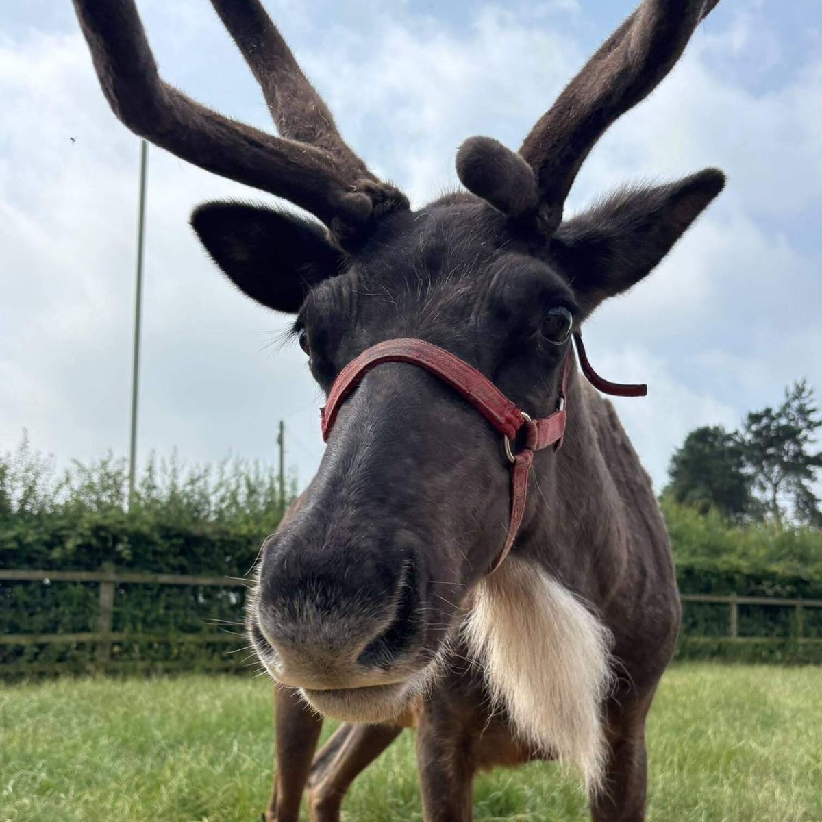 Reindeer