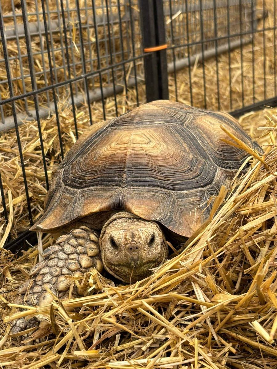Turtle