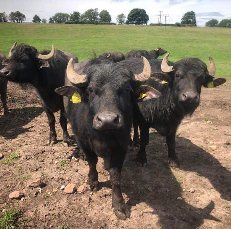 Water buffalo in pasture at Oakleys Farm