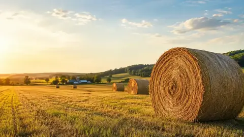 Hay bales in the field after cutting