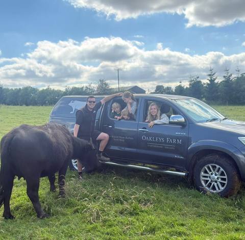 Water buffalo coming over for feeding time