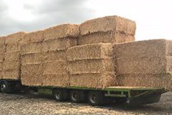 Large barley straw bale