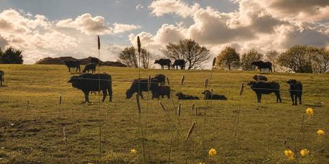 The water buffalo herd grazing in the top field